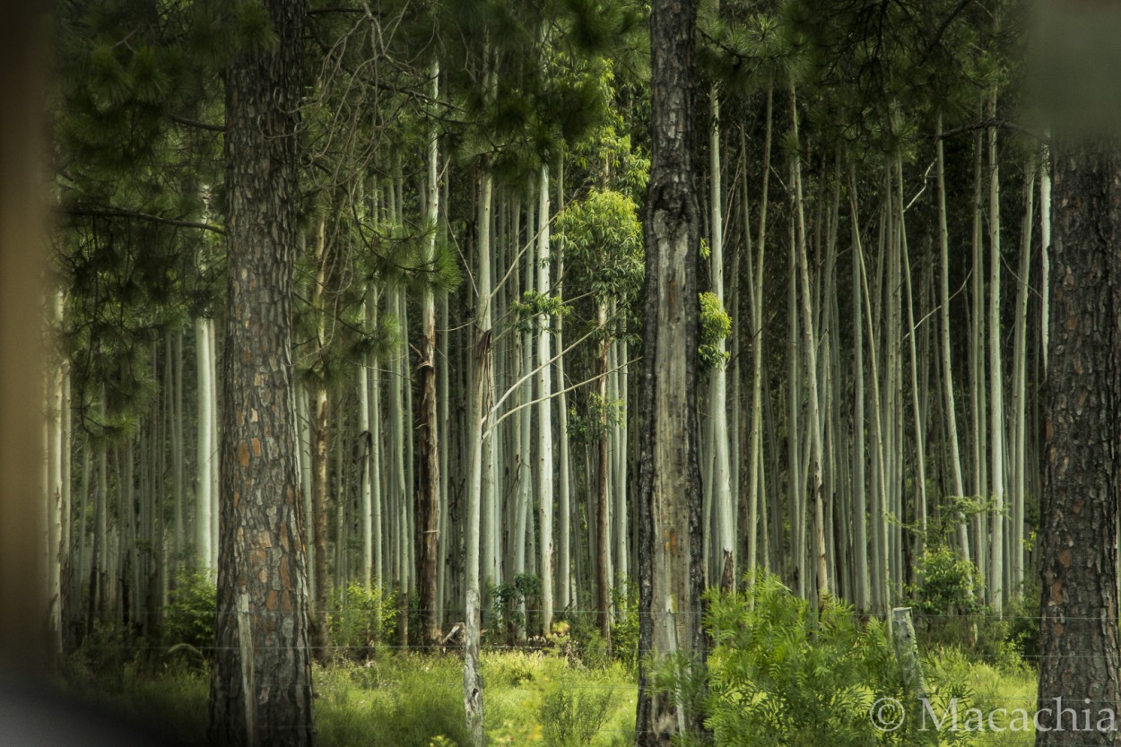 "`Espiando ese bosque encantado`" de Mara Del Carmen Chiavaro