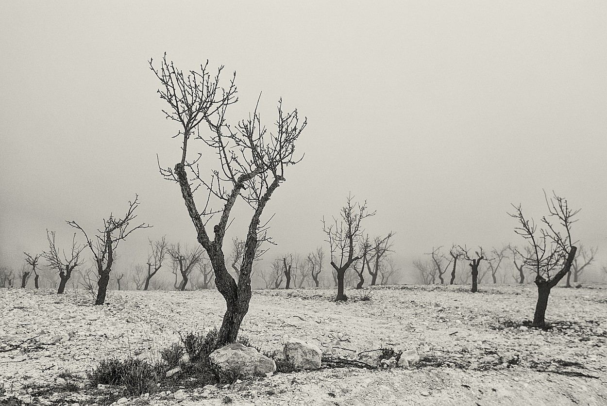 "Almendros" de Francisco Jos Cerd Ortiz