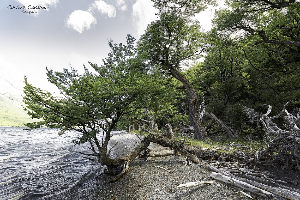 "Arboles resistiendo el paso del tiempo..." de Carlos Cavalieri