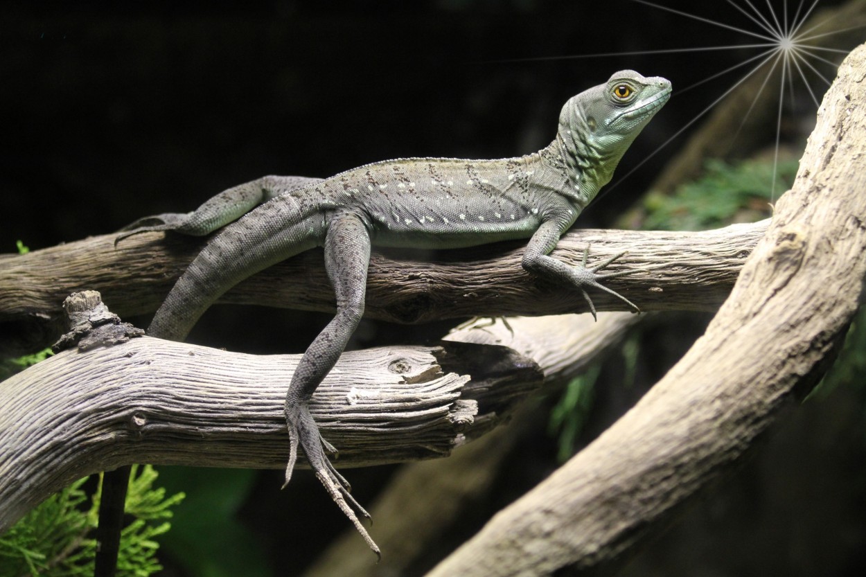 "Iguana" de Paco Lopez Requena