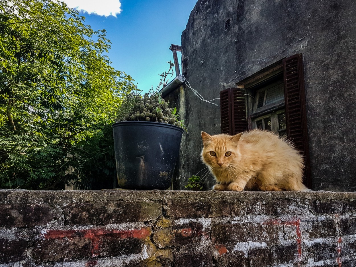 "Un gato en la ciudad" de Marzioni Martn Luis