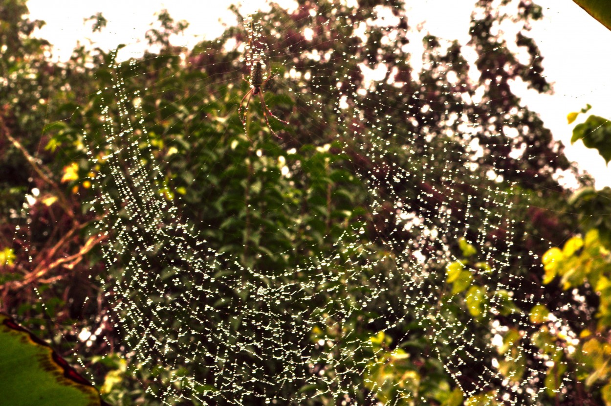 "Nephila en su tela un da lluvioso" de Flix Edmundo Reyes