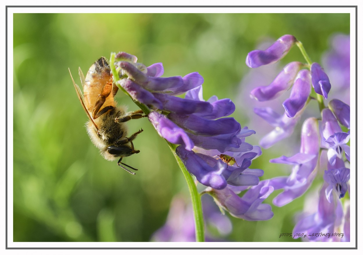 "Save the Bee" de Joao Gabriel Martnez Lpez