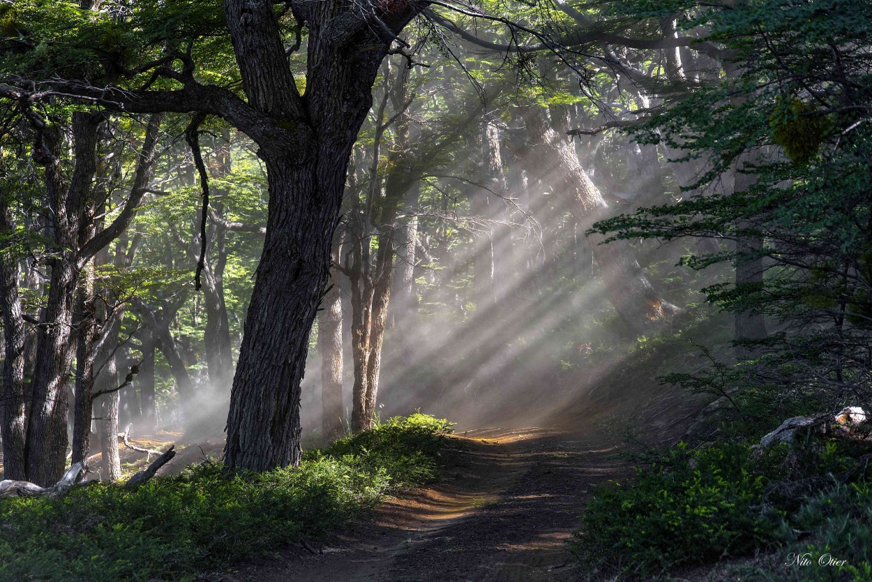 "Bosque encantado" de Otier Eduardo Rodolfo