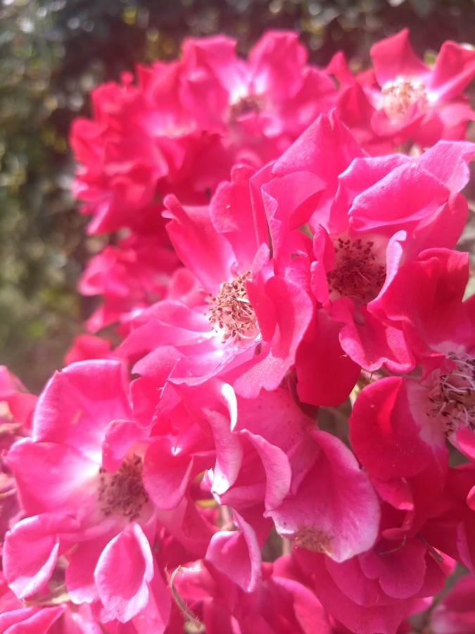 "Flores que enamoran" de Valeria Zapata