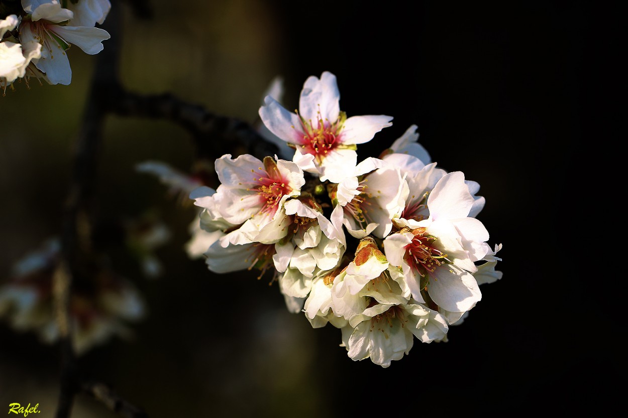 "La flor del Almendro." de Rafael Serrano Arguedas