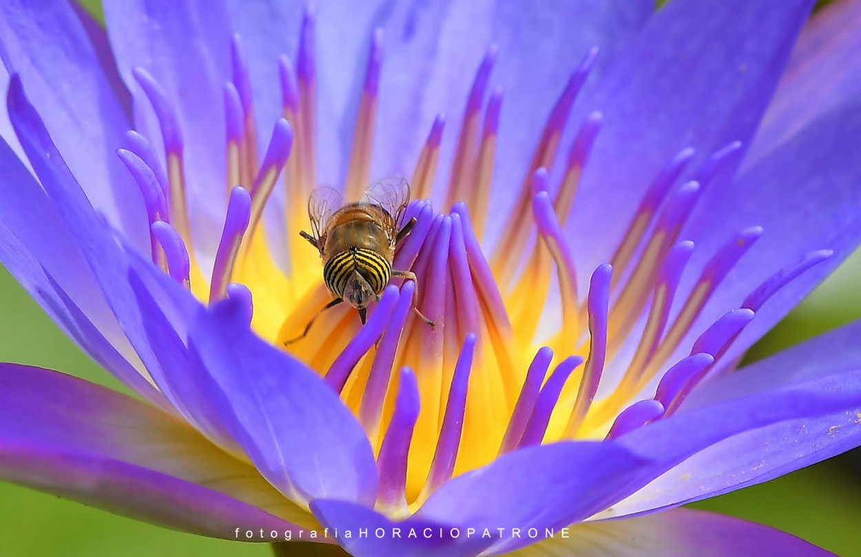 "- MOSCA TIGRE (Eristalinus taeniops)" de Horacio Patrone