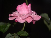 `La Rosa`