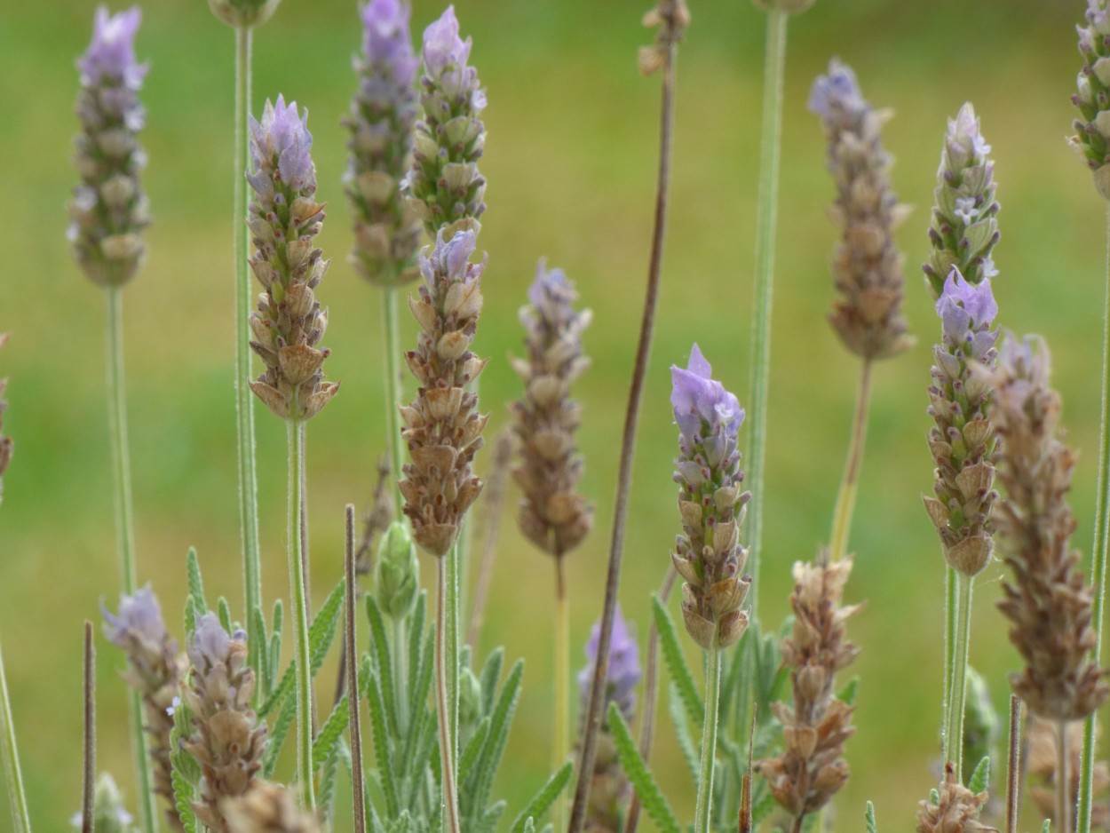 "lavanda" de Graciela Edith Flocco