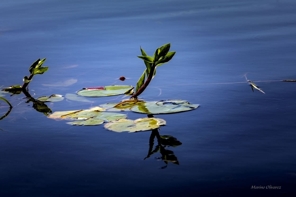 "Serenidad.." de Marino Fortunato Olivarez