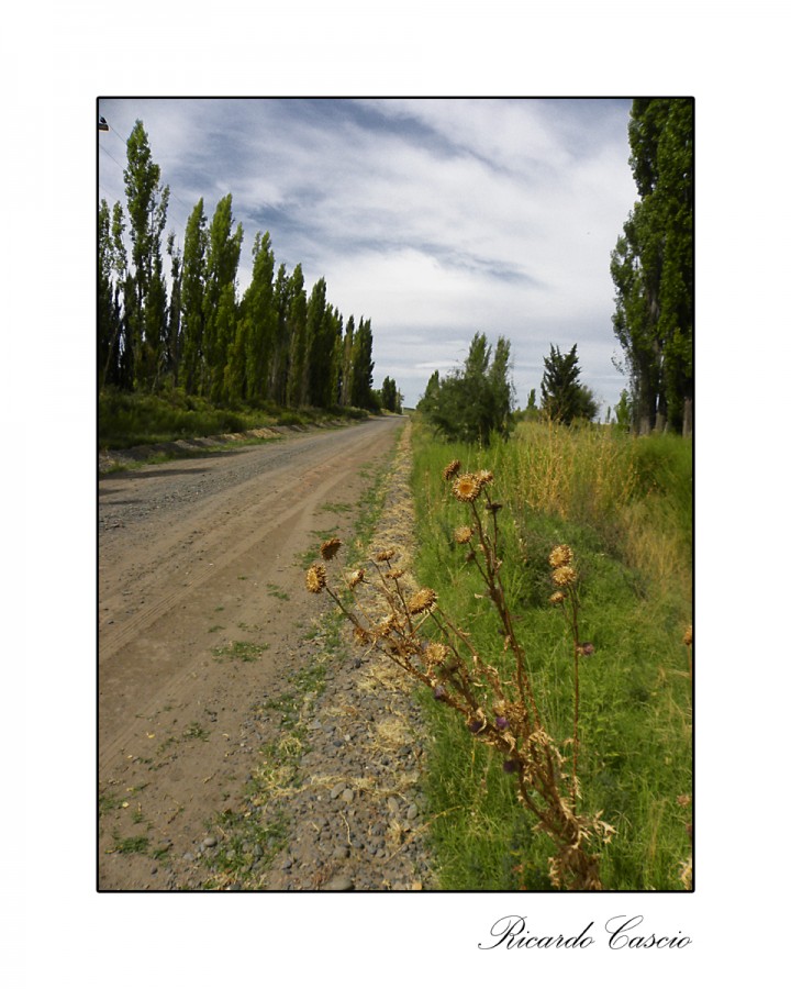 "Camino rural" de Ricardo Cascio