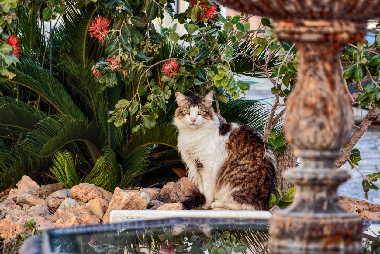 "**La mirada felina**" de Antonio Snchez Gamas (cuky A. S. G. )