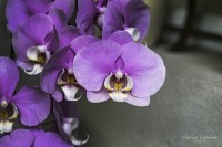 Esplendor de orqudea...