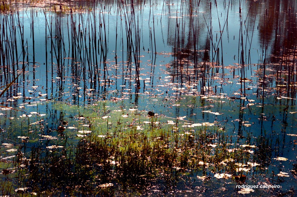 "Casi un Monet..." de Hctor Rodrguez Cacheiro