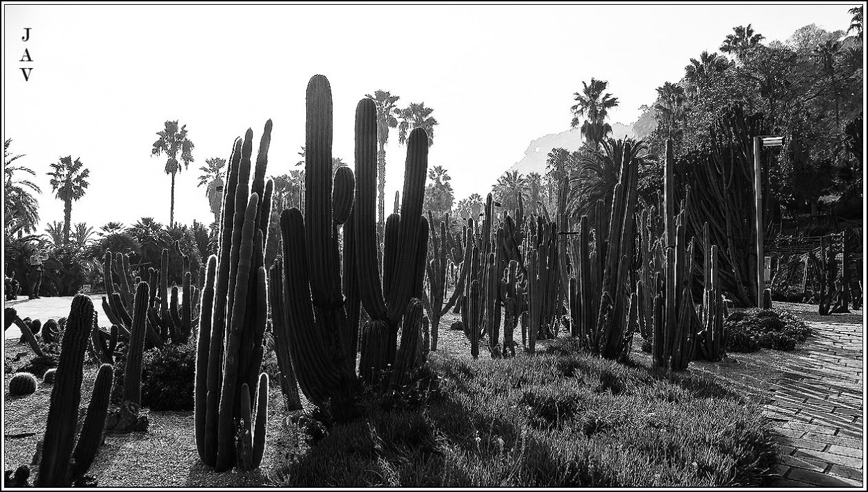 "Jardines del Mosn Costa i Llobera, 46" de Joan A. Valentin Ruiz