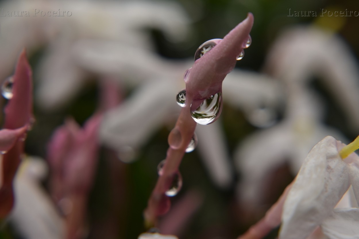 "`Gotas de roco`" de Laura Poceiro