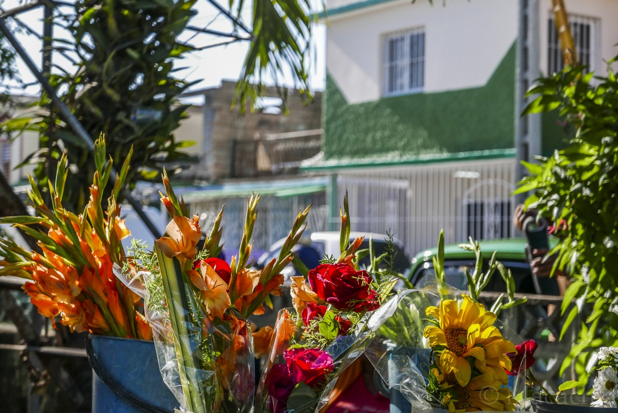 "`Los colores de Cuba`" de Mara Del Carmen Chiavaro