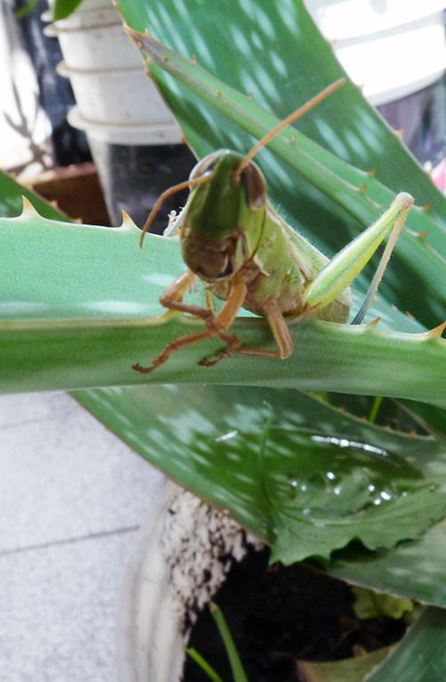 "pepe grillo" de Marcelo Alejandro Macaroni