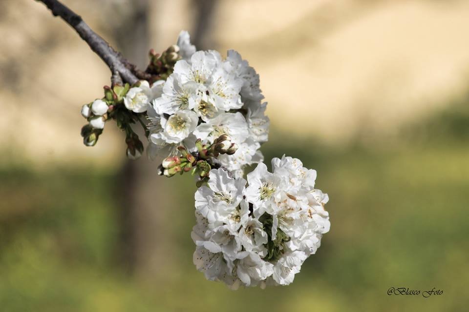 "Cerezo en flor, Valle del Jerte" de Luis Blasco Martin