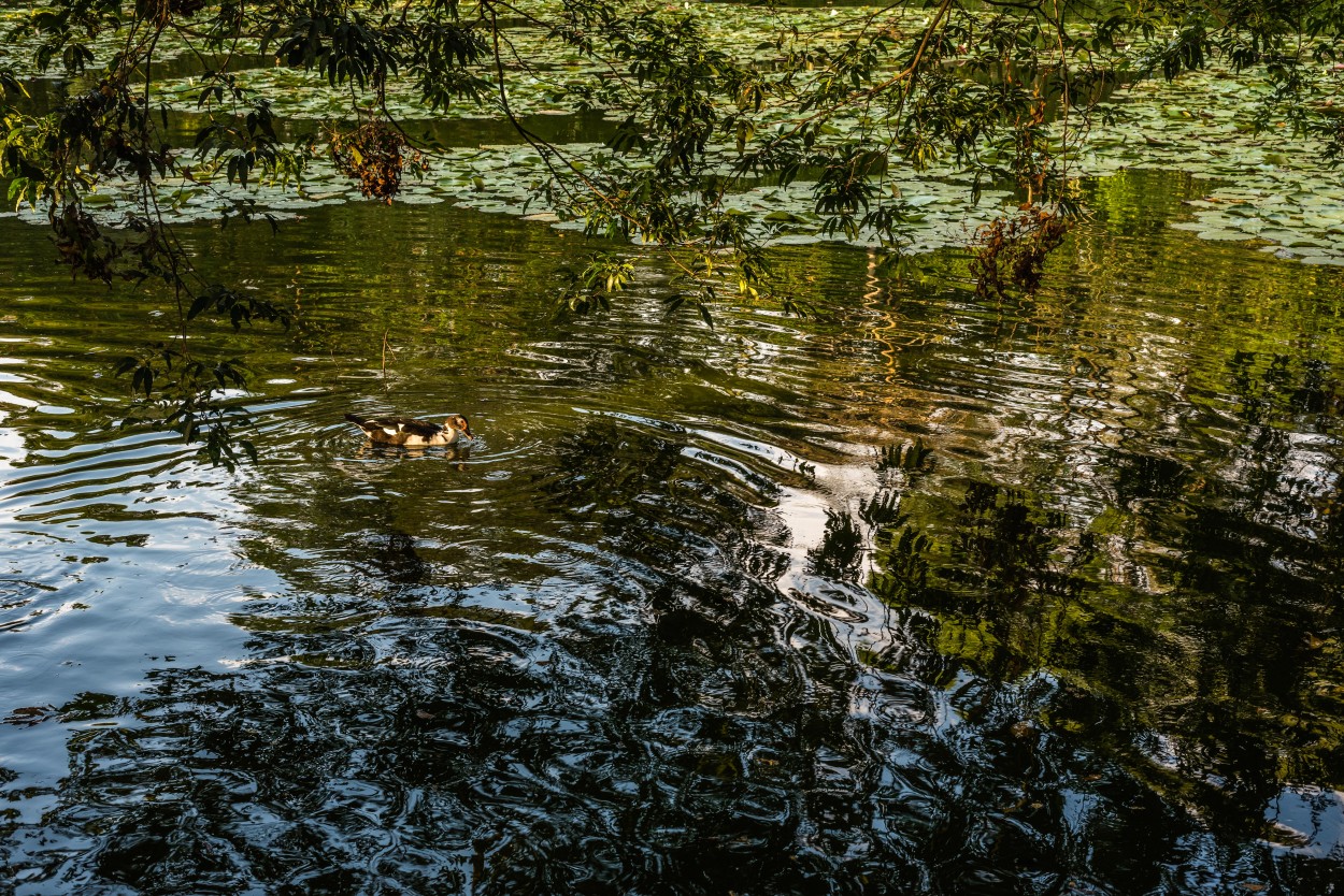 "Naturaleza reflejada" de Ovidio Alberto Arenas