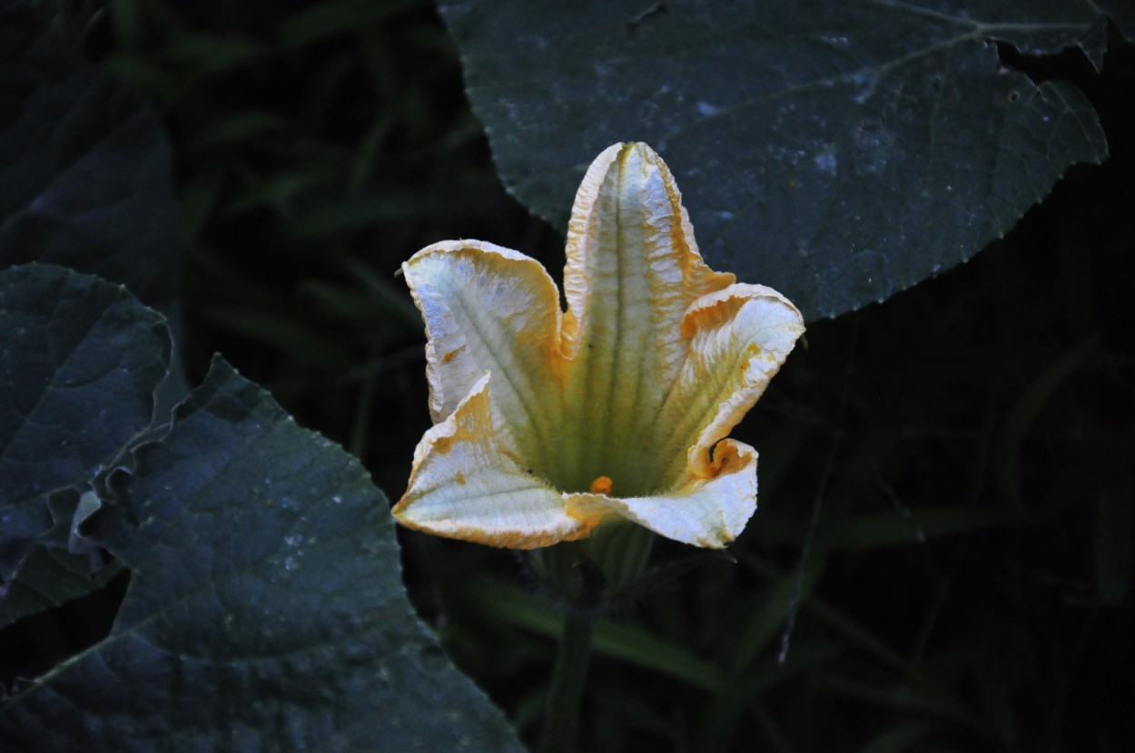 "Bella flor.." de Alicia Di Florio