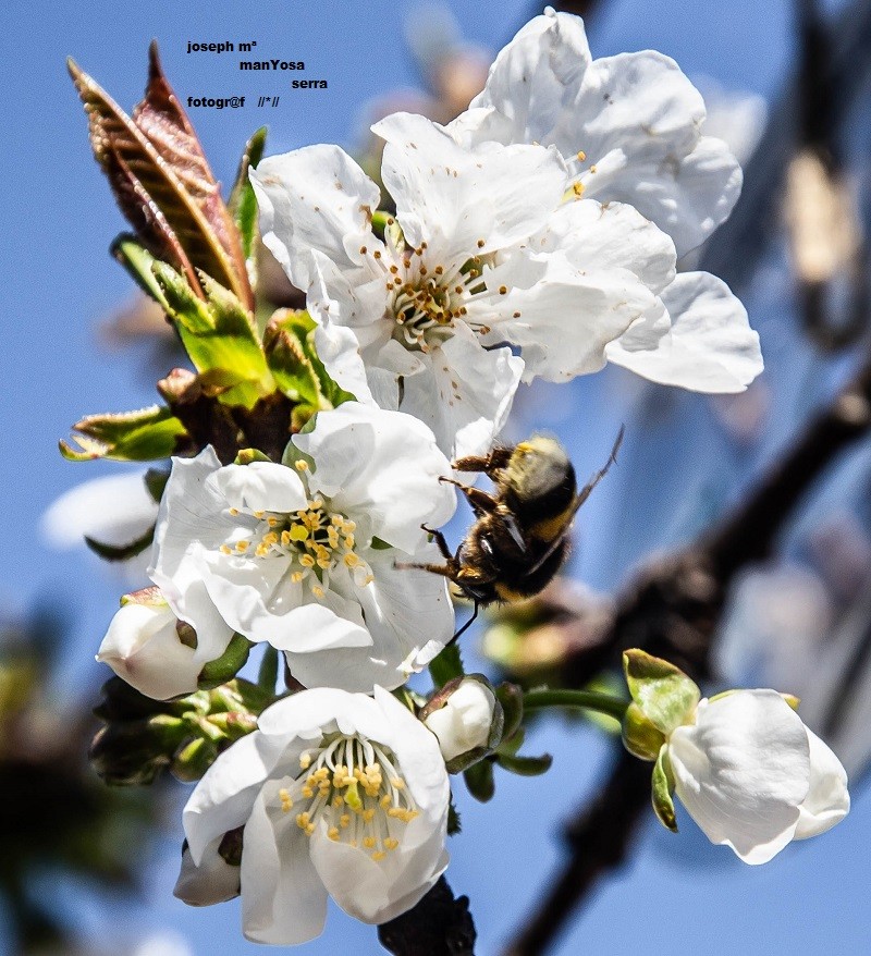 "Primavera 2019 D" de Josep Maria Maosa Serra