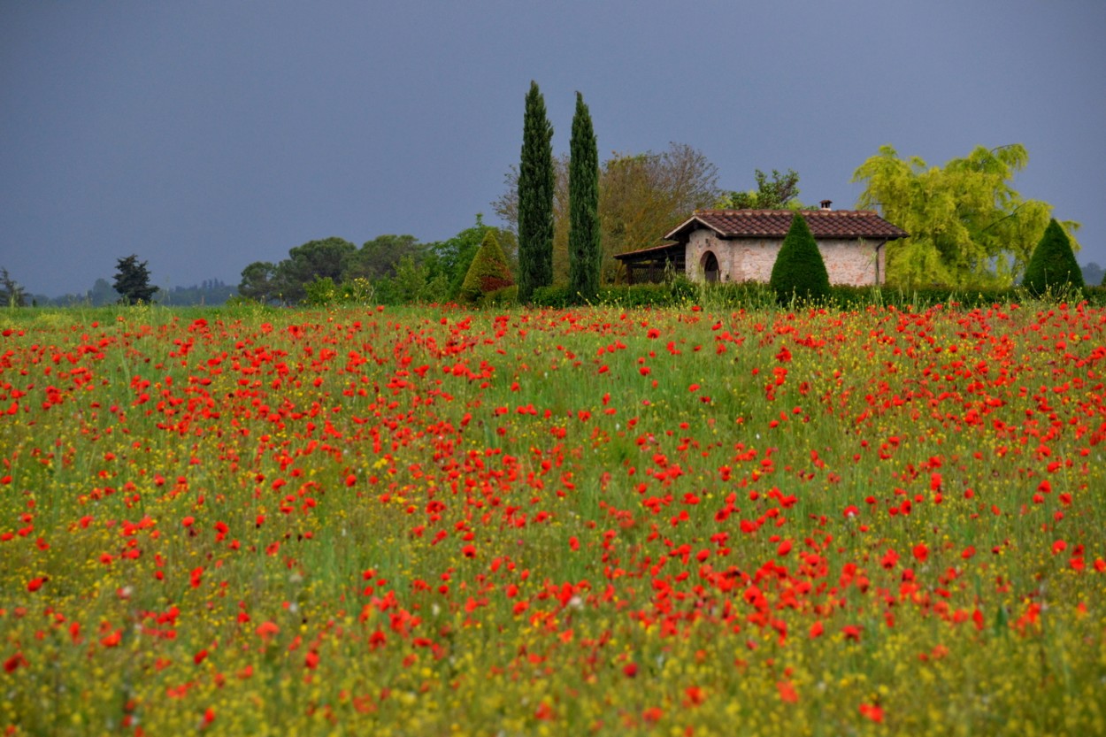 "Flores rojas" de Carlos D. Cristina Miguel