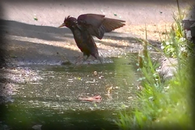 "Cruzando el charco" de Carlos Gustavo Ayliffe