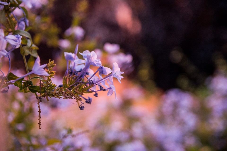 "Flores" de Williams Daniel Nuez