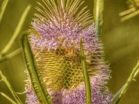 Como abeja en el cardo