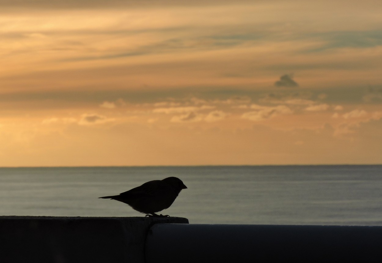 "Con vista al mar" de Silvia Olliari