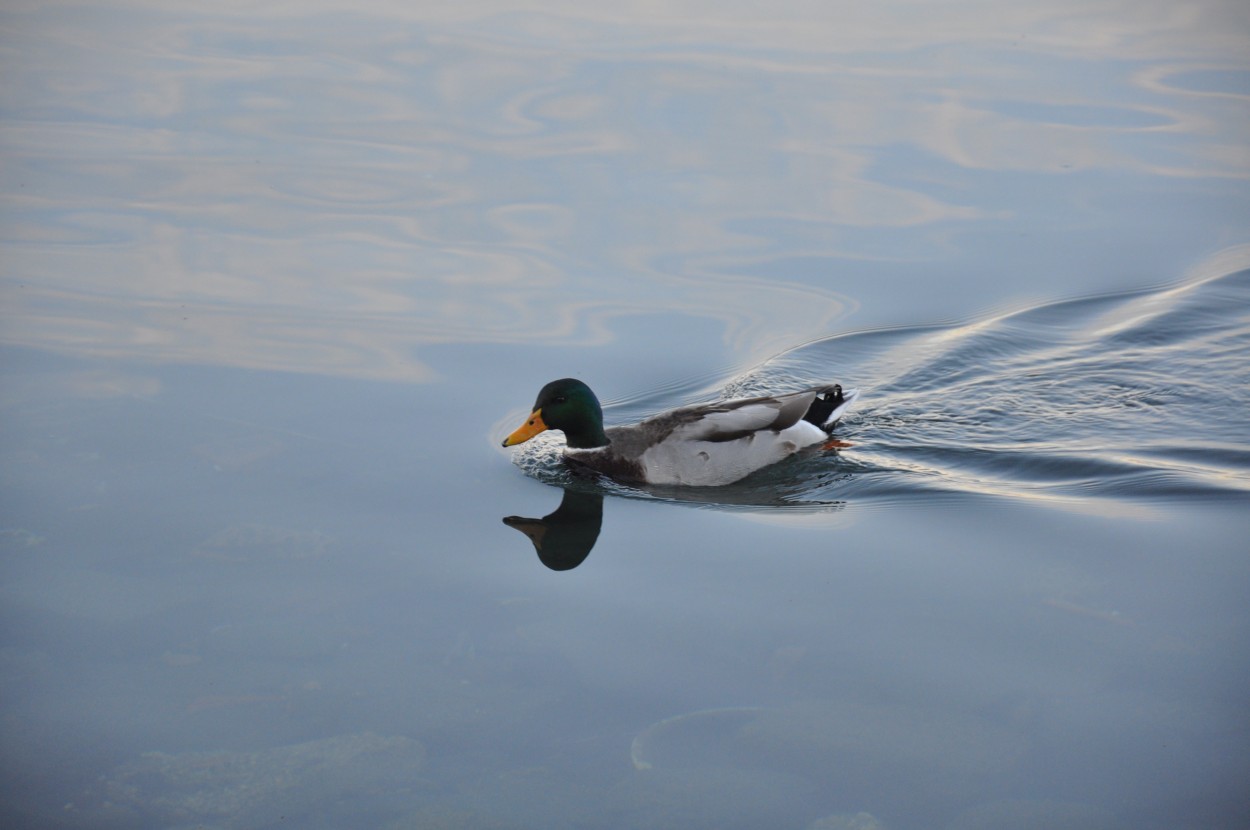 "Al agua pato........" de Alicia Di Florio