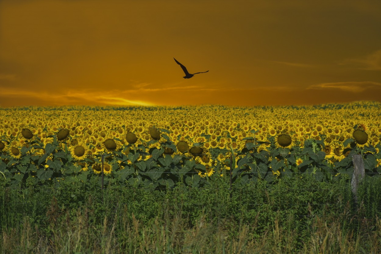 "Vuelo sobre los girasoles" de Adriana Claudia Gallardo