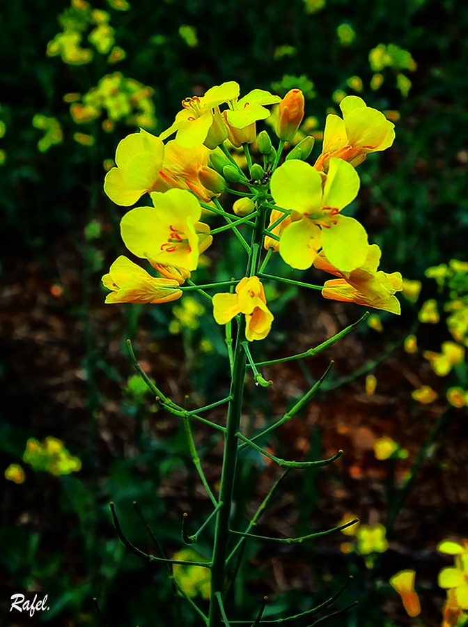 "La flor de la Colza." de Rafael Serrano Arguedas