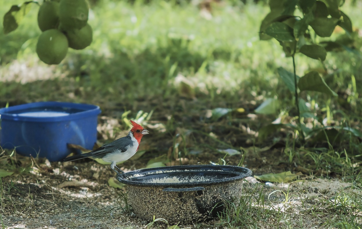 "Picando algo" de Diego Dadone