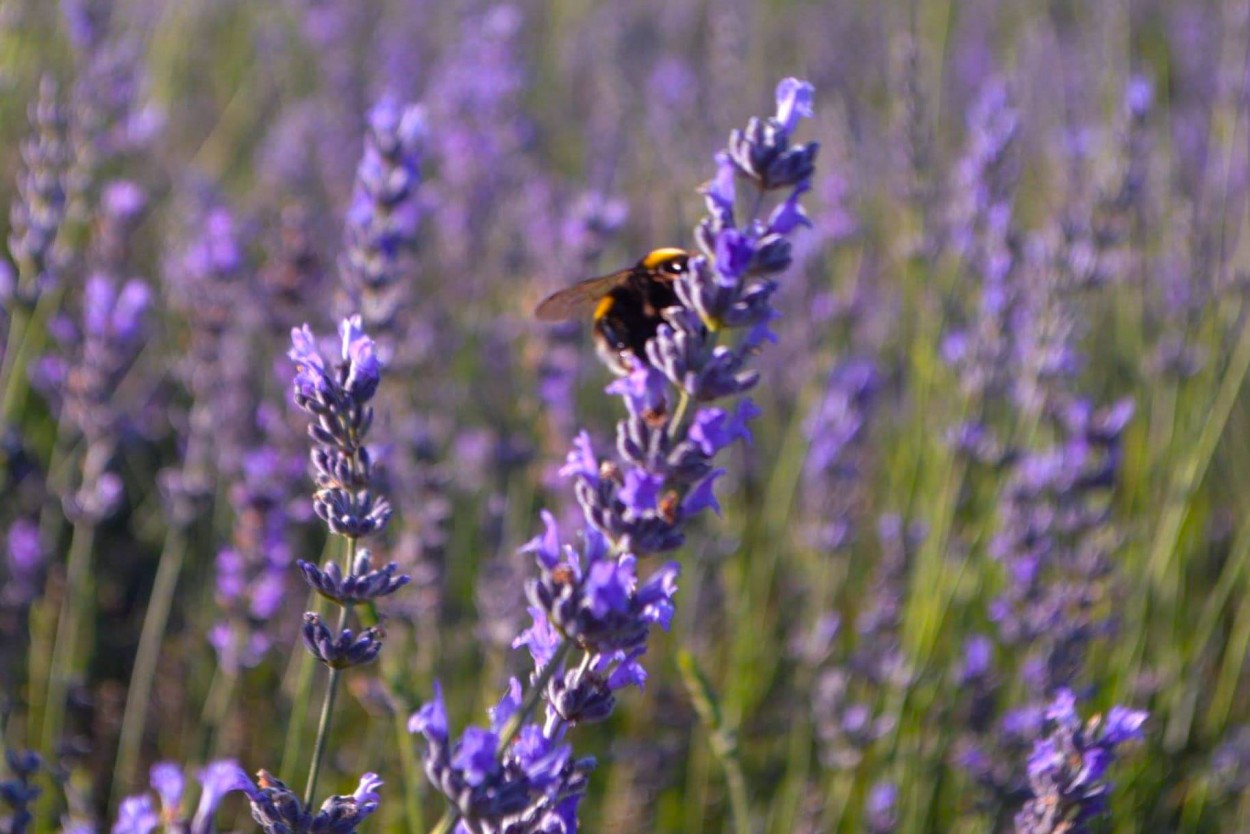 "Lavanda" de Graciela Banegas