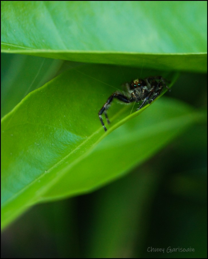 "los ojos de la naturaleza" de Eunice Garisoain