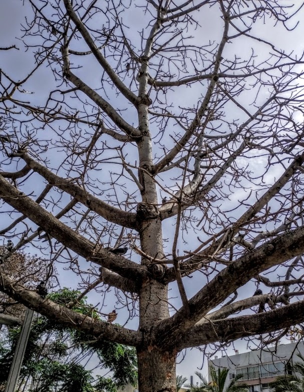 "arbol sin vestido..." de Tzvi Katz