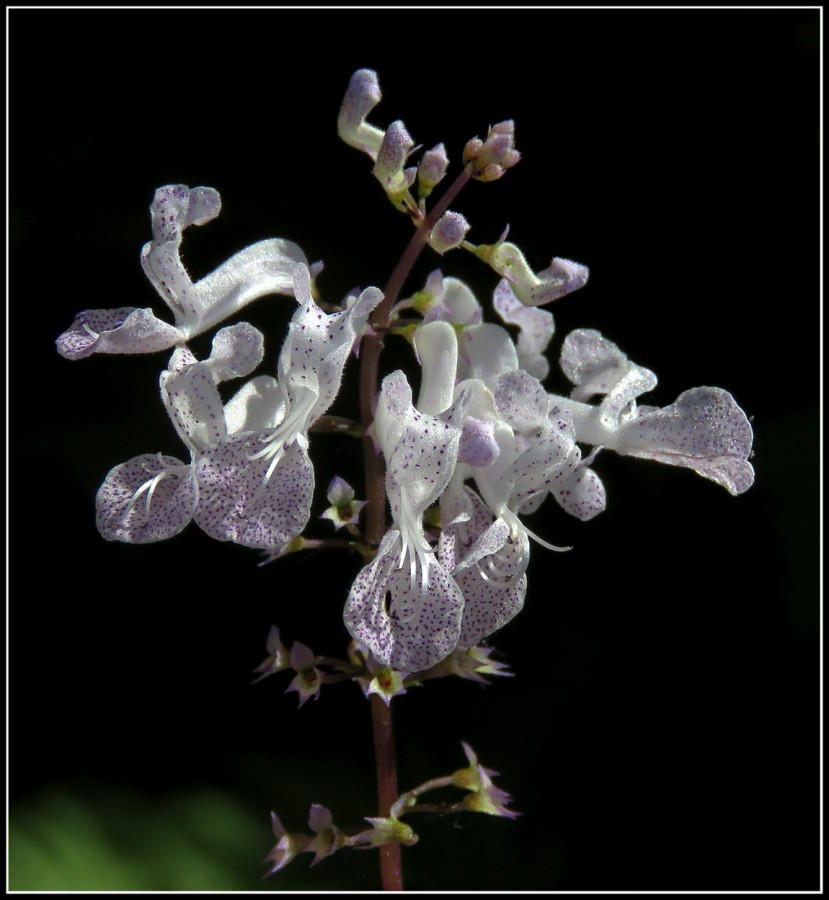 "Mini Orquidea !!" de Alberto Matteo