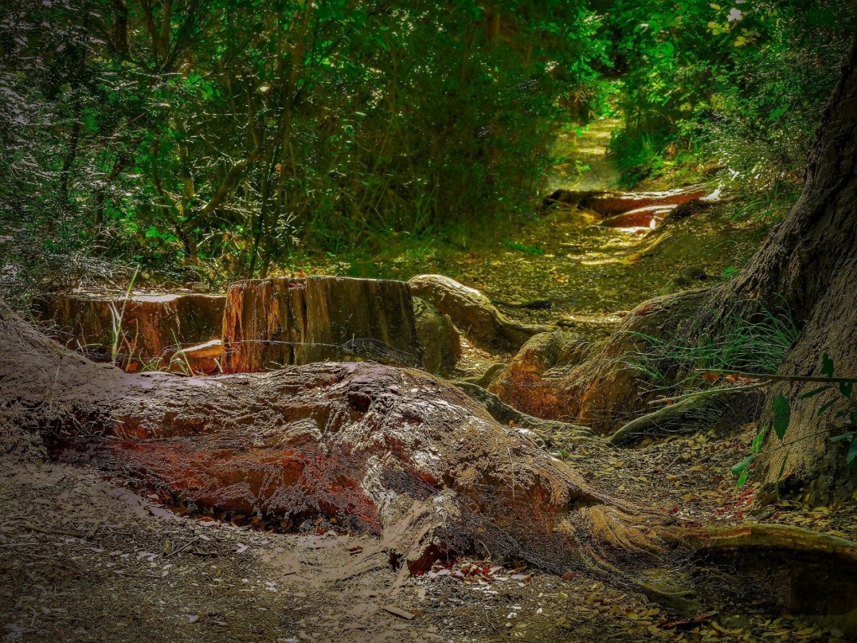 "Caminando por el bosque" de Daniel Alberto Correa