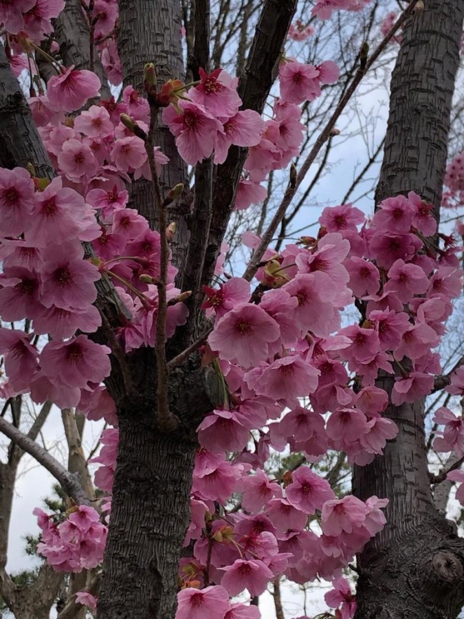 "Cerezo en flor" de Amparo Josefina Maggi