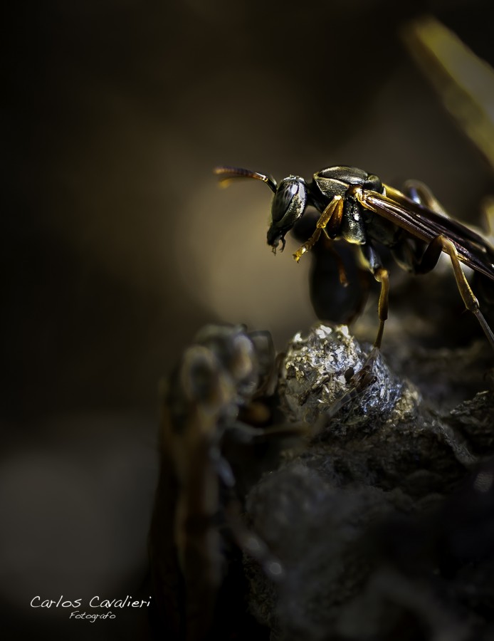 "Dolichovespula sylvestris II" de Carlos Cavalieri