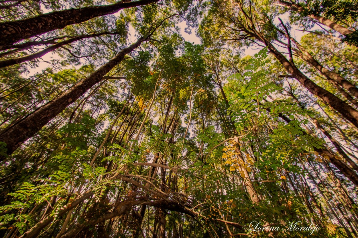 "Permanece en el silencio del bosque" de Lorena Moralejo