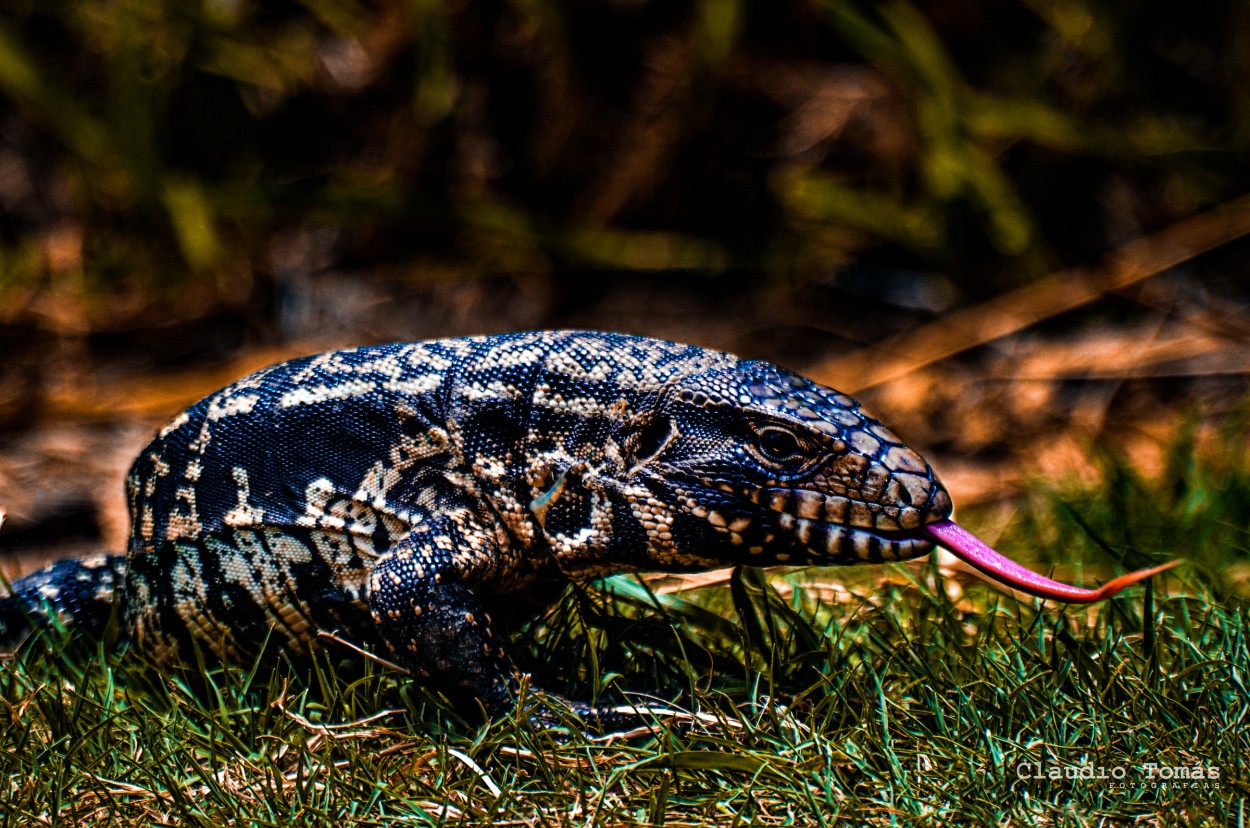 "Lagarto overo" de Claudio Roberto Toms