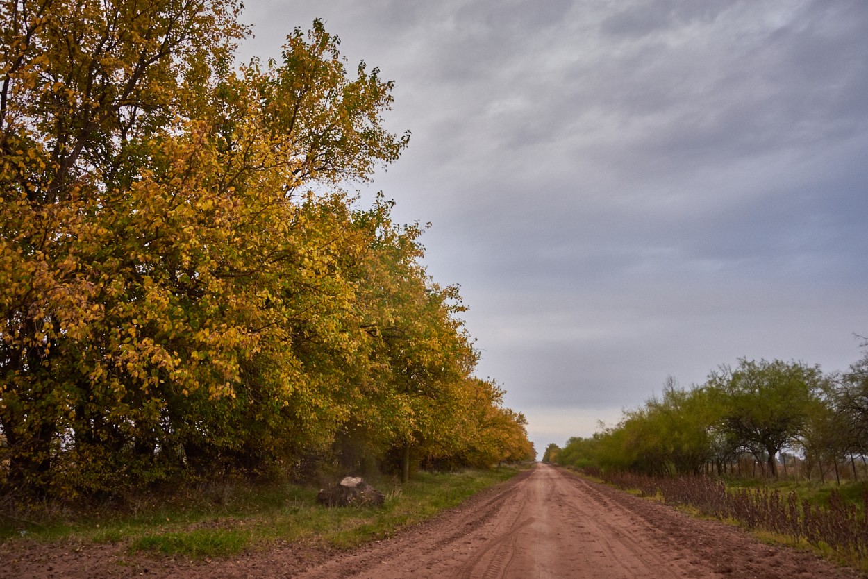 "Camino amarillo" de Fernando Valdez Vazquez