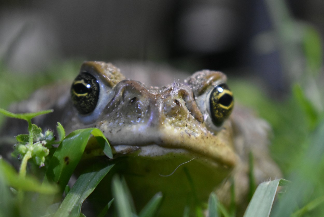 "pepe" de Gabriel Valentukonis