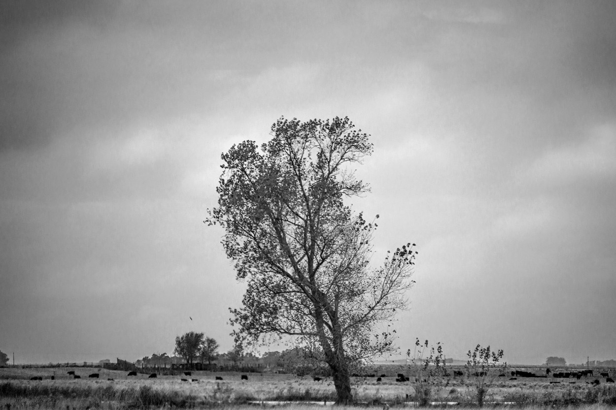 "El rbol inclinado" de Eli - Elisabet Ferrari