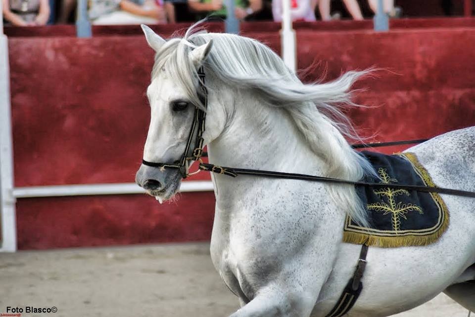 "El caballo" de Luis Blasco Martin