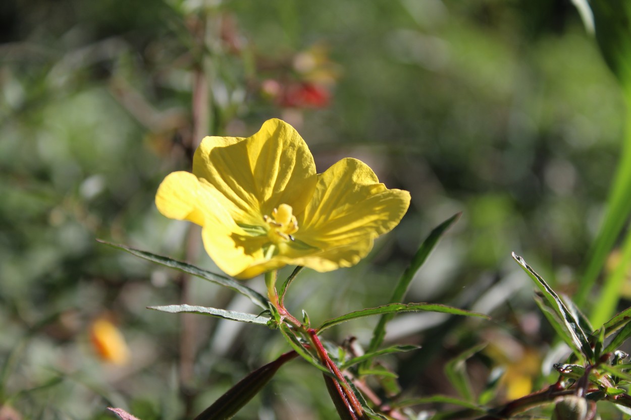 "amarillo" de Estrella de Jess Prez Daz