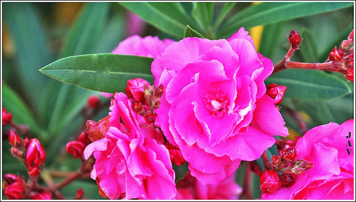 "Flor de la adelfa." de Joan A. Valentin Ruiz